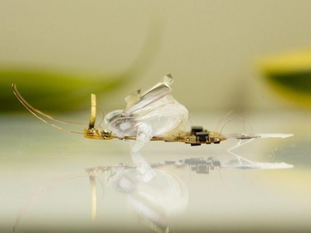 Swiss boffins make robotic terminator bugs