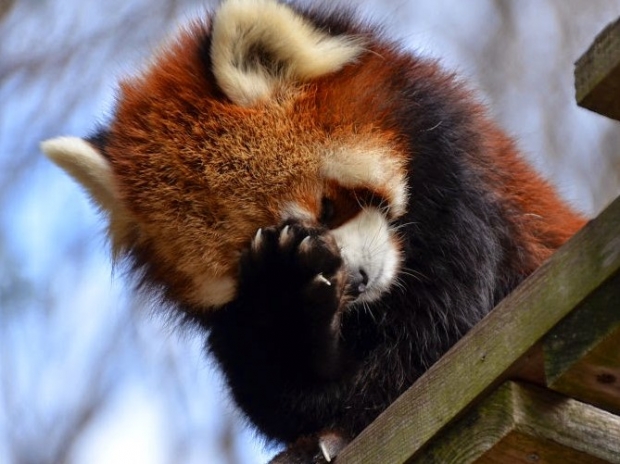 Yahoo and Mozilla slug it out over Google in Firefox