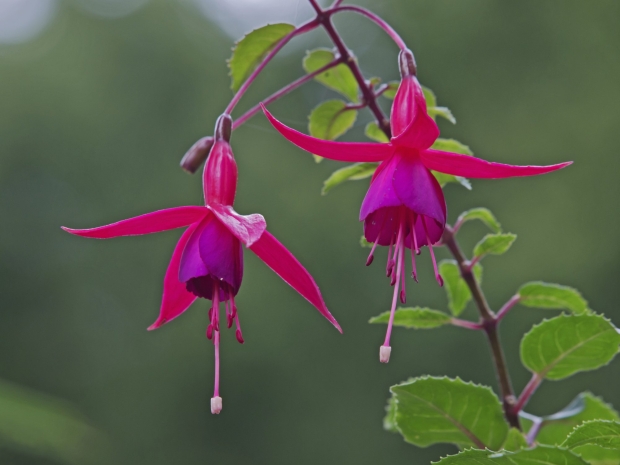 Google wants to expand Fuchsia