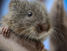 Vole beavers away on Core OS