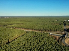 Tesla allowed to cut down trees