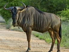 Court could shoot GNU