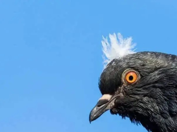 A pigeon can beat gigabit fibre across short distances