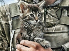 Ukraine war production stalled by cat videos