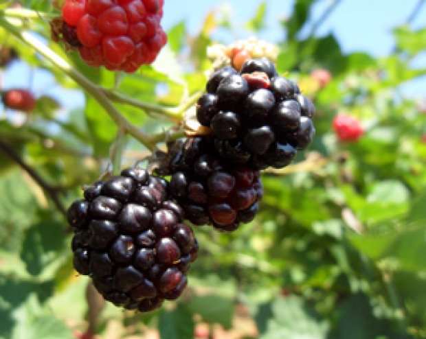 TCL releases three new Blackberries