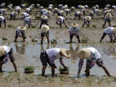 Taiwan&#039;s farmers at odds with chipmakers