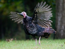 Boeing&#039;s dreamliner seems to be a flying turkey