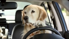 Tesla installs camera inside car