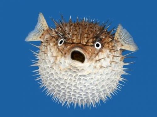 OnePlus phones hit by Facebook bloatware