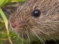 Former top Vole slams Windows 11